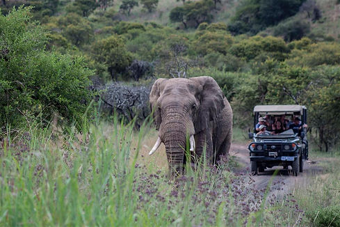 yoga-safari.jpeg