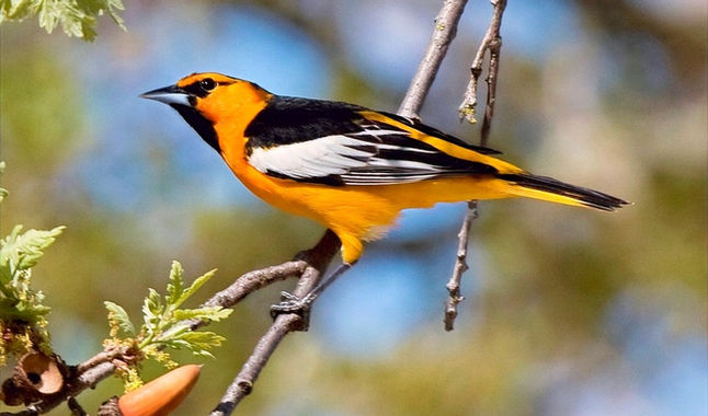 Kelowna Springs Golf Course