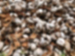 Coconut Husk Waste