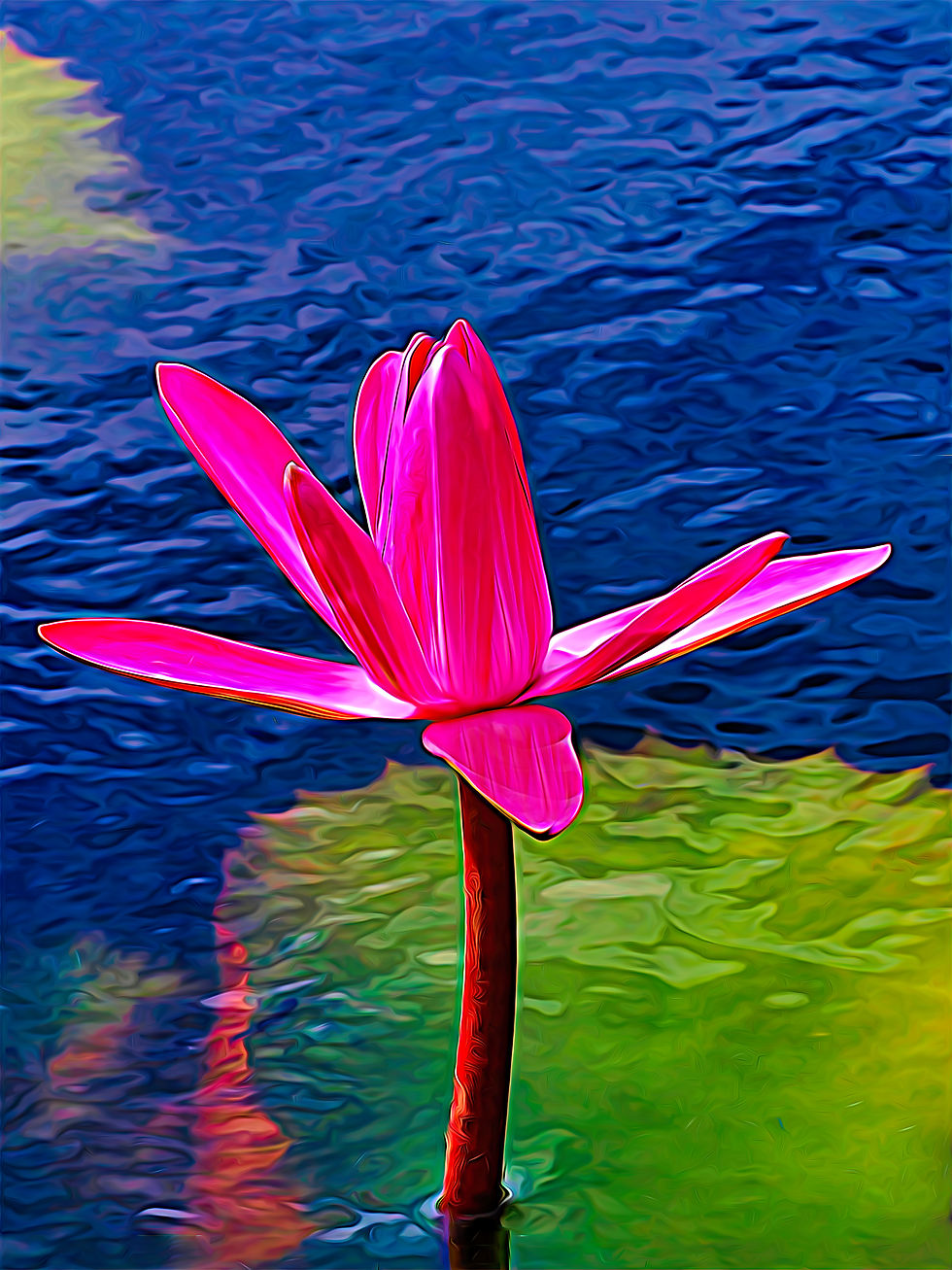 Nymphaea - Mrs. George C. Hitchcock