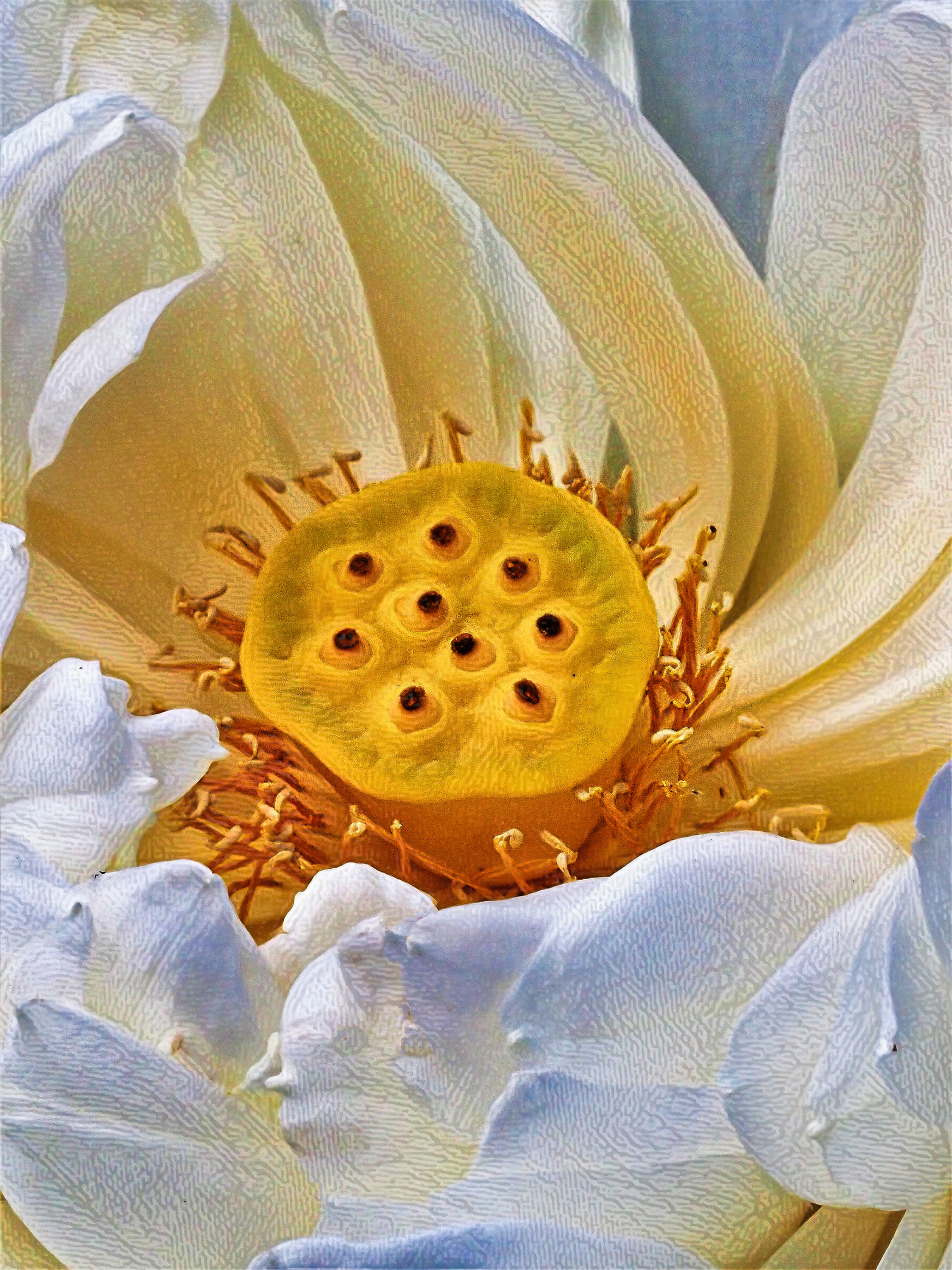 Chawan Basu - Lotus Flower