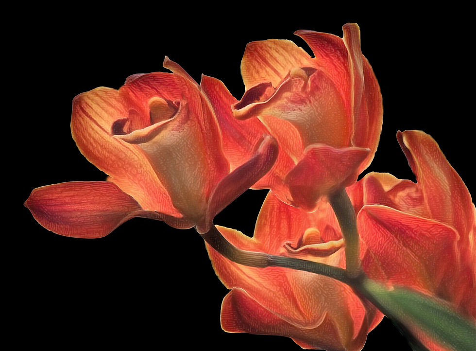 Cymbidium Orchid