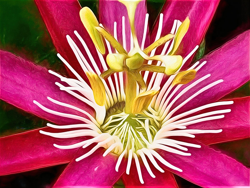 Red Passion Flower