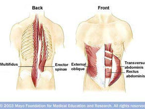 Understanding “The Core”: Not Just Your Abs