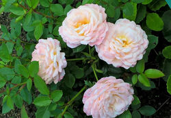 Peach Clementine