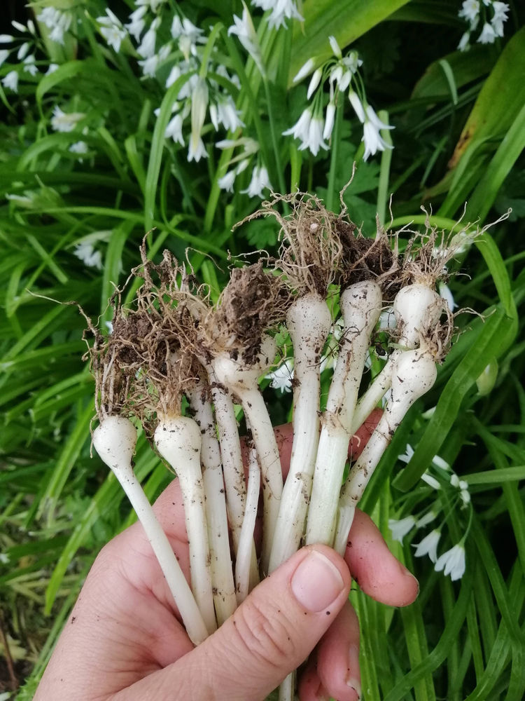 Onion Weed NZ Recipe