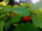Nasturtium