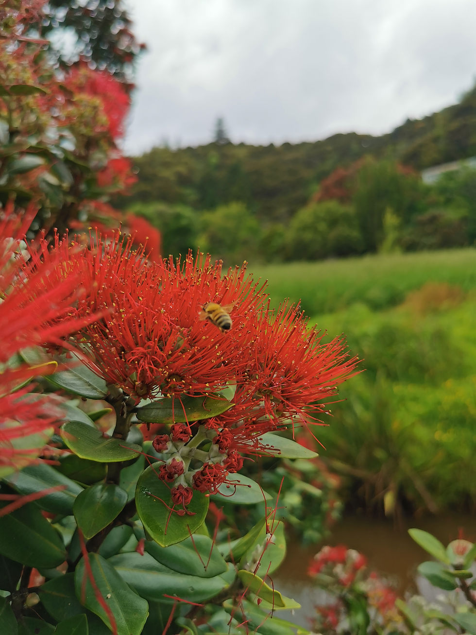 Pohutakawa flowers and a bee collecting nectar