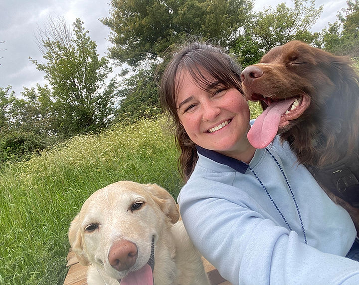 Dog walking, group dog walk labrador, brittany spaniel