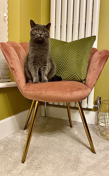 cat house visit, cat house sitting, cat overnight stay