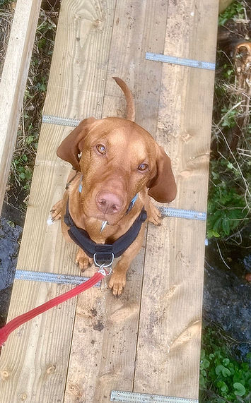 dog walking, solo dog walk, vizsla