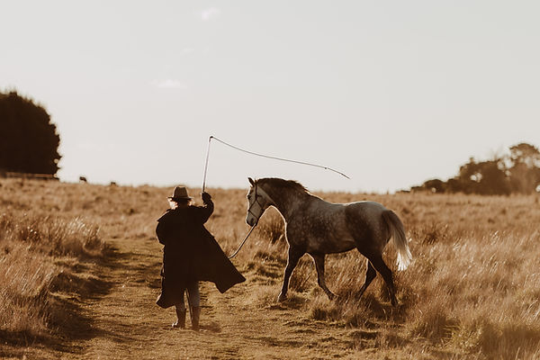 Horse behaviour training Braidwood NSW