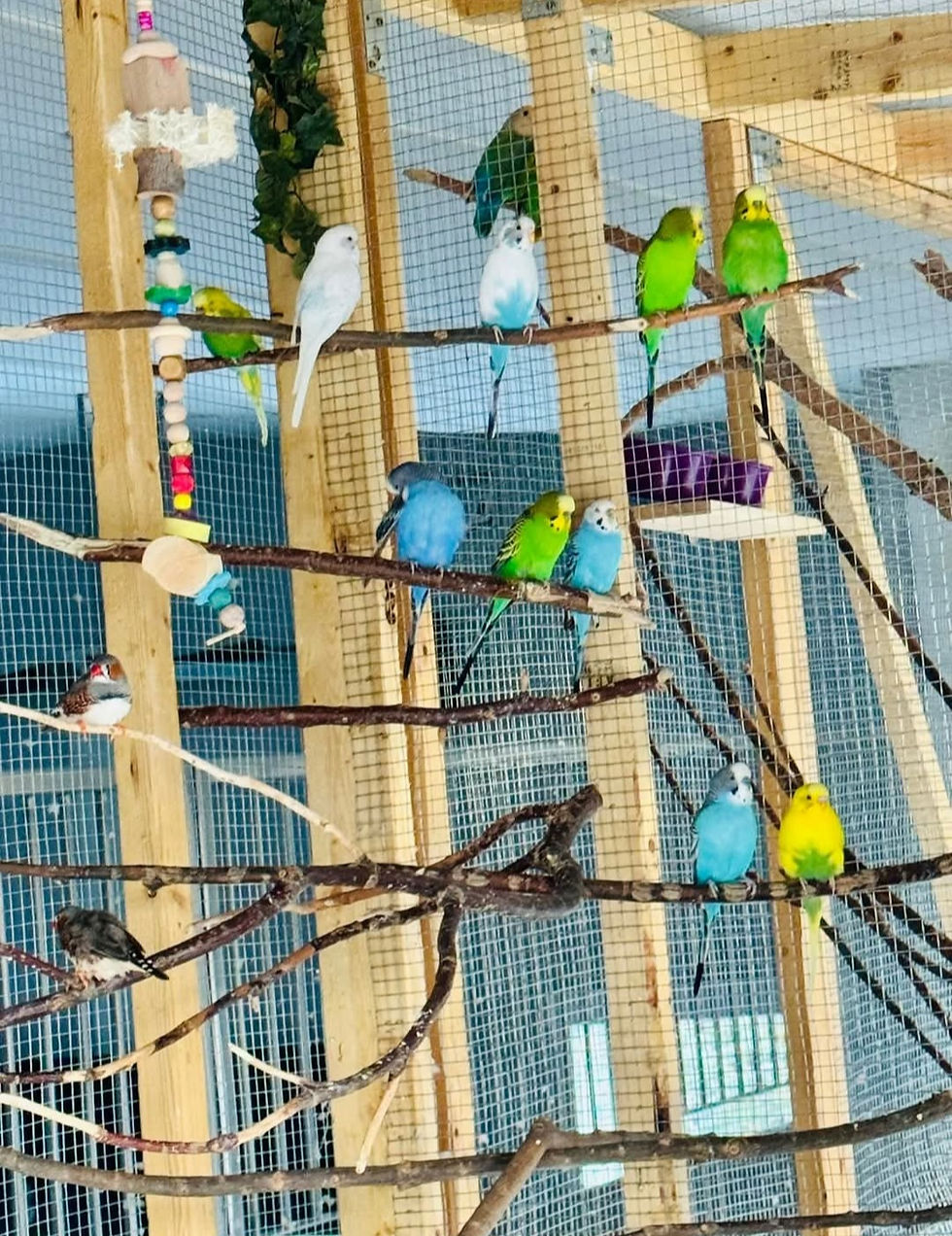 Budgies