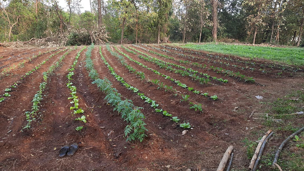 Pre-Monsoon Plantation Drive & Organic Farm Tour