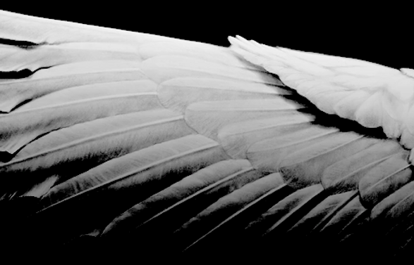wing2.png