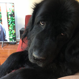 Riley (2010-2020)