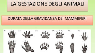 La gestazione degli animali - 3B secondaria