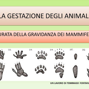 La gestazione degli animali - 3B secondaria