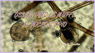 Le muffe - laboratorio di Scienze - 4B Primaria Bertapelle