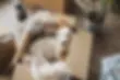 Small white dog resting in a moving box inside a new pet-friendly rental home.