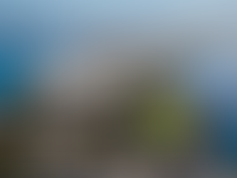 How to Find Rental Properties That Allow Pets in Tauranga