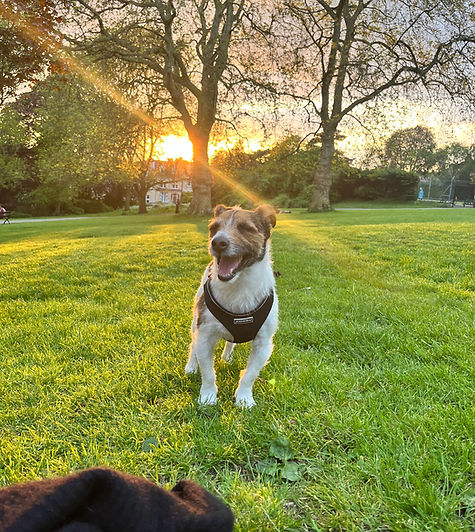 Dog on a dog walk