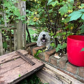 Dog in the garden