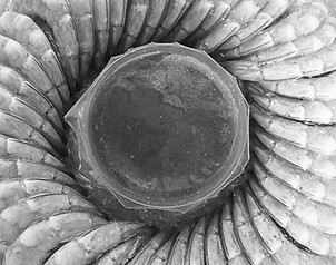 Untitled design (24).jpg