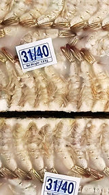 Untitled design (1).jpg