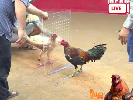 Hướng dẫn theo dõi đá gà trực tiếp