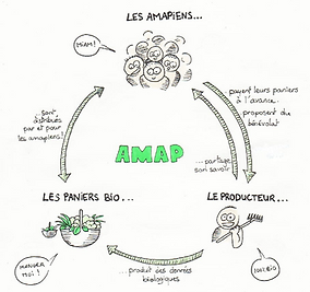 schéma_amap.png