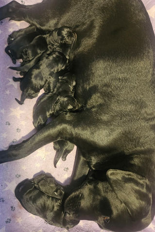 Rikkis valpar är här