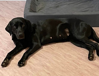 Beckie är dräktig.