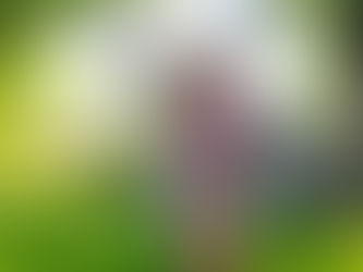 Sprinkler Fun in the Summer Sun | Arabella Futcher Family Photographer Balmain