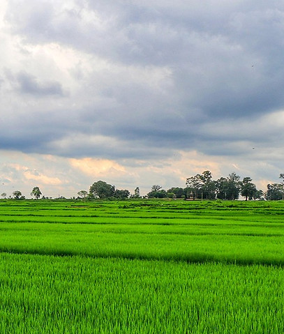 rice field