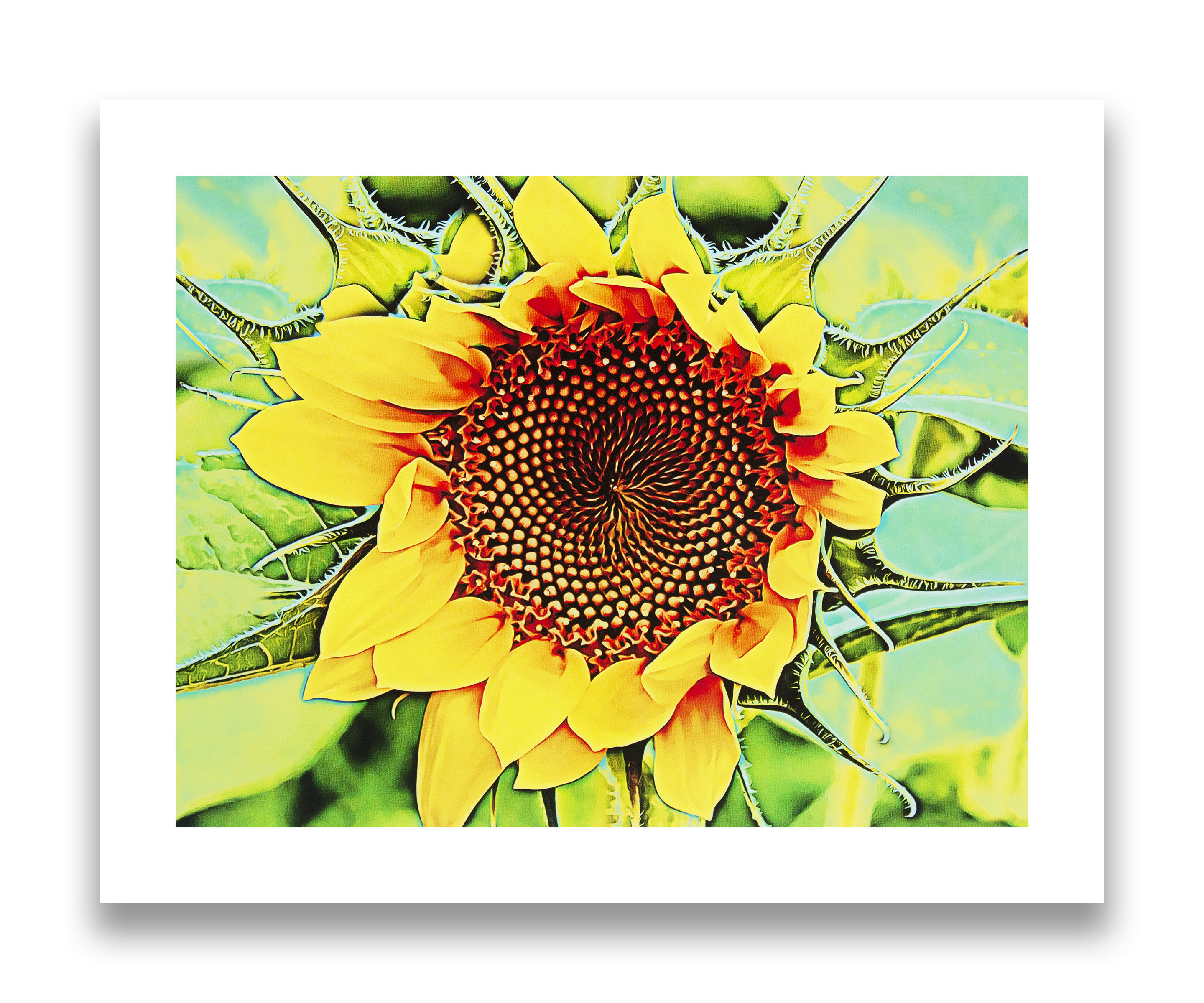 Sunflower Bella