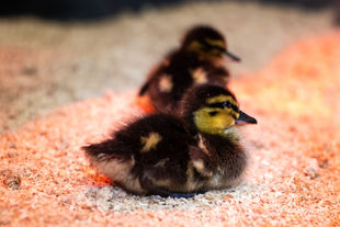 Baby Mallards-6.jpg