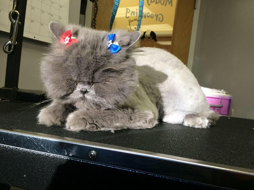 Wasabi Cat