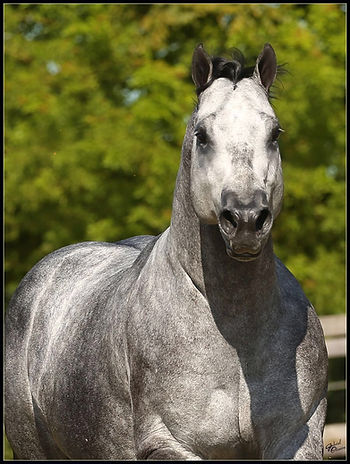 Grand Prix Haras Raphaela, que começa amanhã (7 a 12 de março), em Tietê (SP).