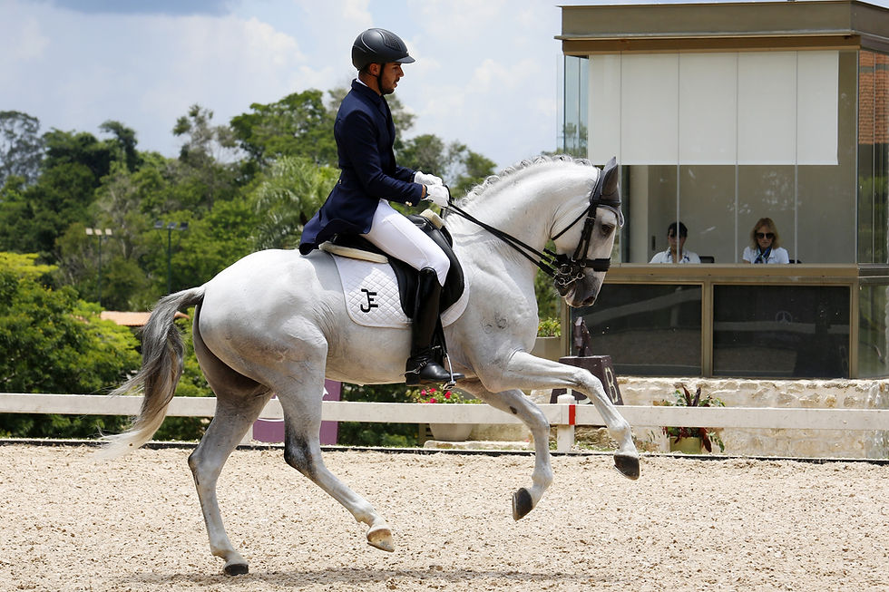 Primeiro cavalo montado do Ocidente, o Puro Sangue Lusitano promove em São Paulo seu maior evento nas Américas