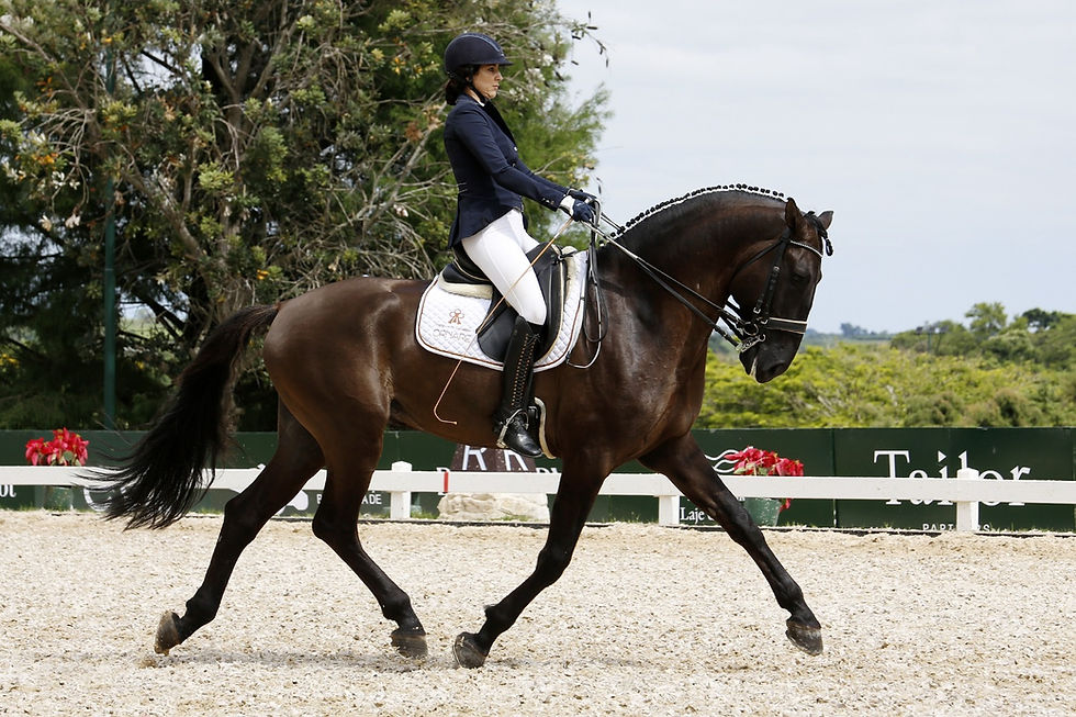 Cavalo Lusitano no CAN de Tatuí