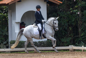 DOMÍNIO DO CAVALO LUSITANO NO INTERNACIONAL DE CAVALOS NOVOS