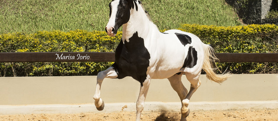 Cavalo Mangalarga é celebridade na 11ª edição do leilão do Haras Lagoinha