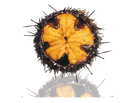 Sea Urchins (Uni)