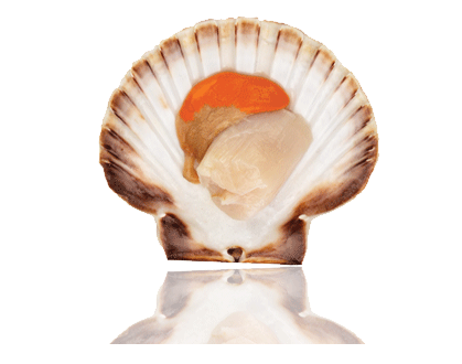 Sea Scallops in Shell