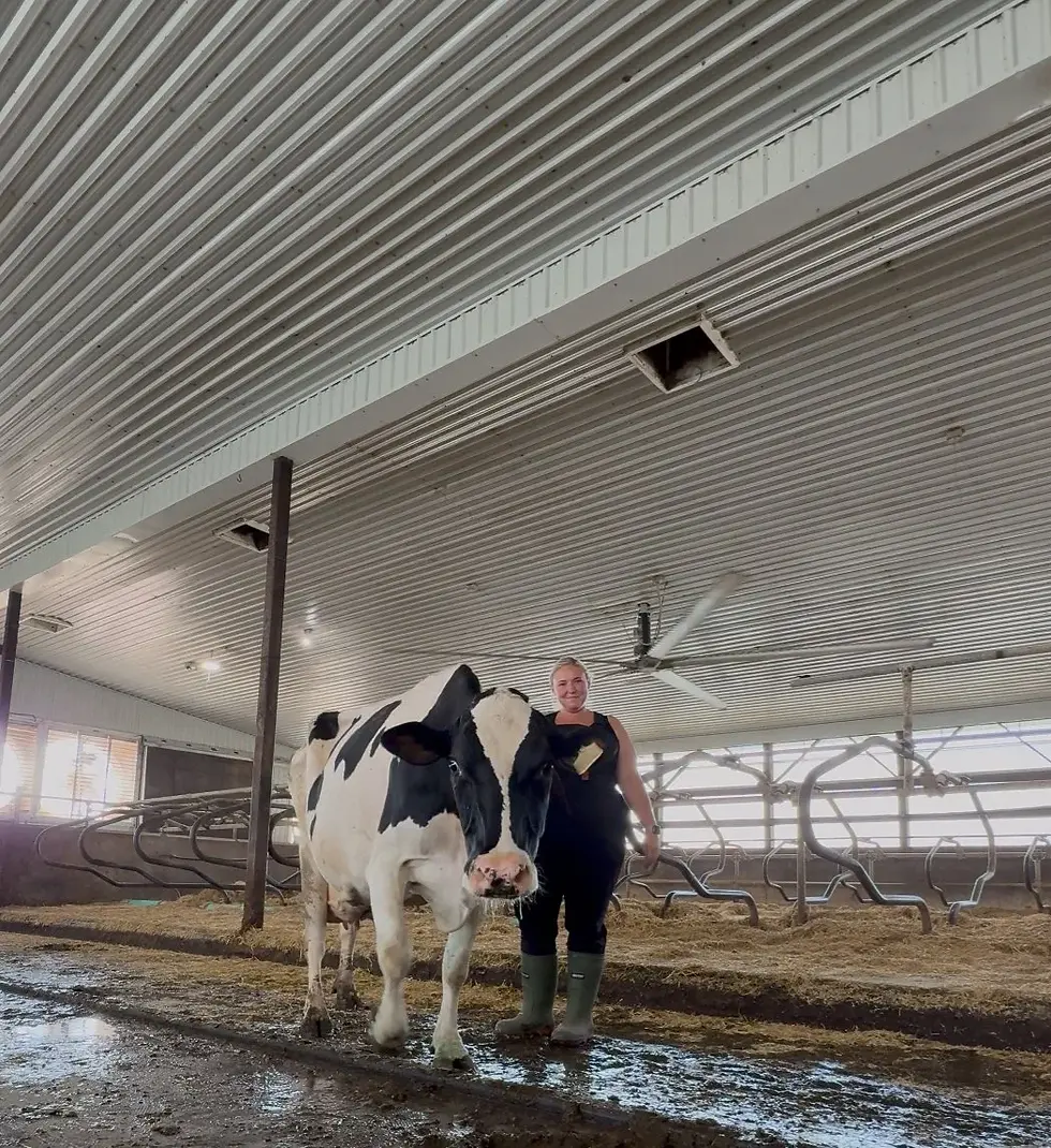 Cows, Calm and the Canadian Dairy Dream