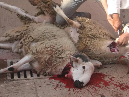 "Fête du Sacrifice", une tradition à abolir