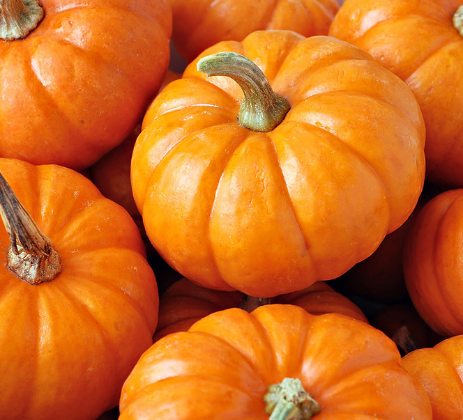 Seasonal Pumpkins