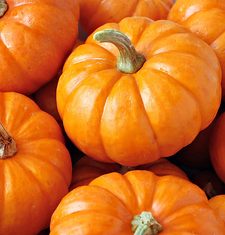 Seasonal Pumpkins