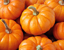 Seasonal Pumpkins